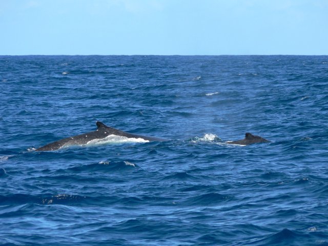 22- Baleines, groupe 3, en mer, sud du lagon 